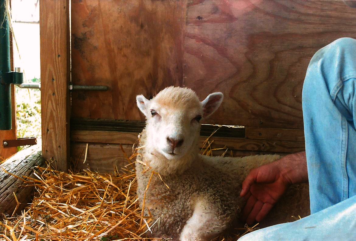 Index of /animal_husbandry/images/Diseases/Sheep and Goat Diseases